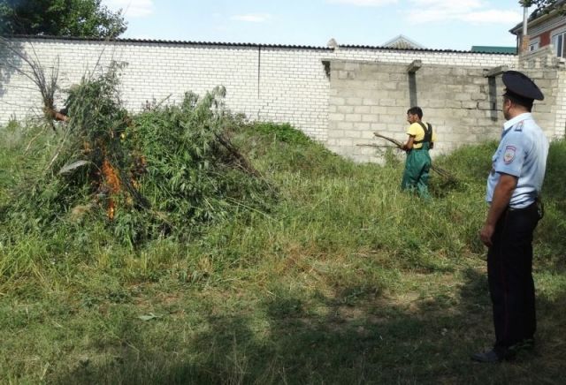 На Ставрополье уничтожили коноплю на площади 2 тысячи квадратных метров На Ставрополье уничтожили коноплю на площади 2 тысячи квадратных метров