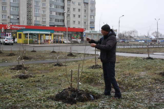 Житель Невинномысска высадил сотню деревьев на улице города Житель Невинномысска высадил сотню деревьев на улице города