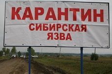 В Солнечнодольске введен режим ЧС после двух случаев заболевания сибирской язвой В Солнечнодольске введен режим ЧС после двух случаев заболевания сибирской язвой