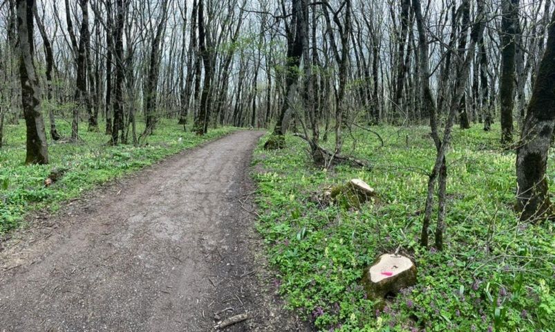 На Ставрополье незаконно спилили больше 150 деревьев, возбуждено уголовное дело