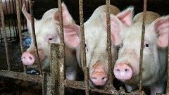 Россельхознадзор Ставрополья не исключает новой вспышки чумы свиней Россельхознадзор Ставрополья не исключает новой вспышки чумы свиней