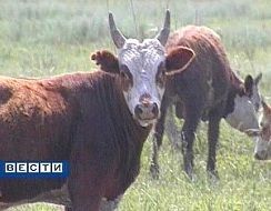 В поселках под Кисловодском зафиксировано вспышка бруцеллеза В поселках под Кисловодском зафиксировано вспышка бруцеллеза