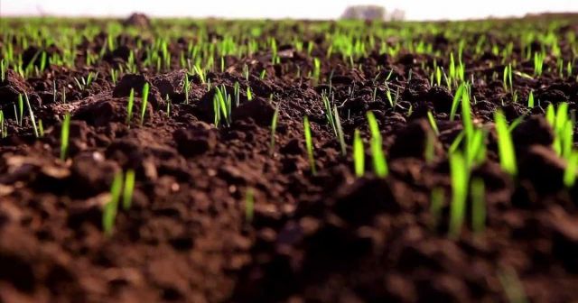 Благодаря выпавшим осадкам на Ставрополье взошли посевы озимых культур Благодаря выпавшим осадкам на Ставрополье взошли посевы озимых культур
