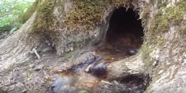 Ставропольское дерево стало достопримечательностью National Geographic Ставропольское дерево стало достопримечательностью National Geographic