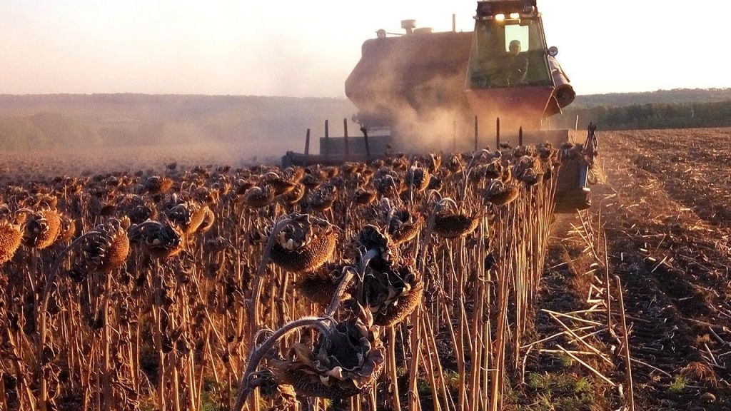 В Ставропольском крае завершена уборка подсолнечника В Ставропольском крае завершена уборка подсолнечника