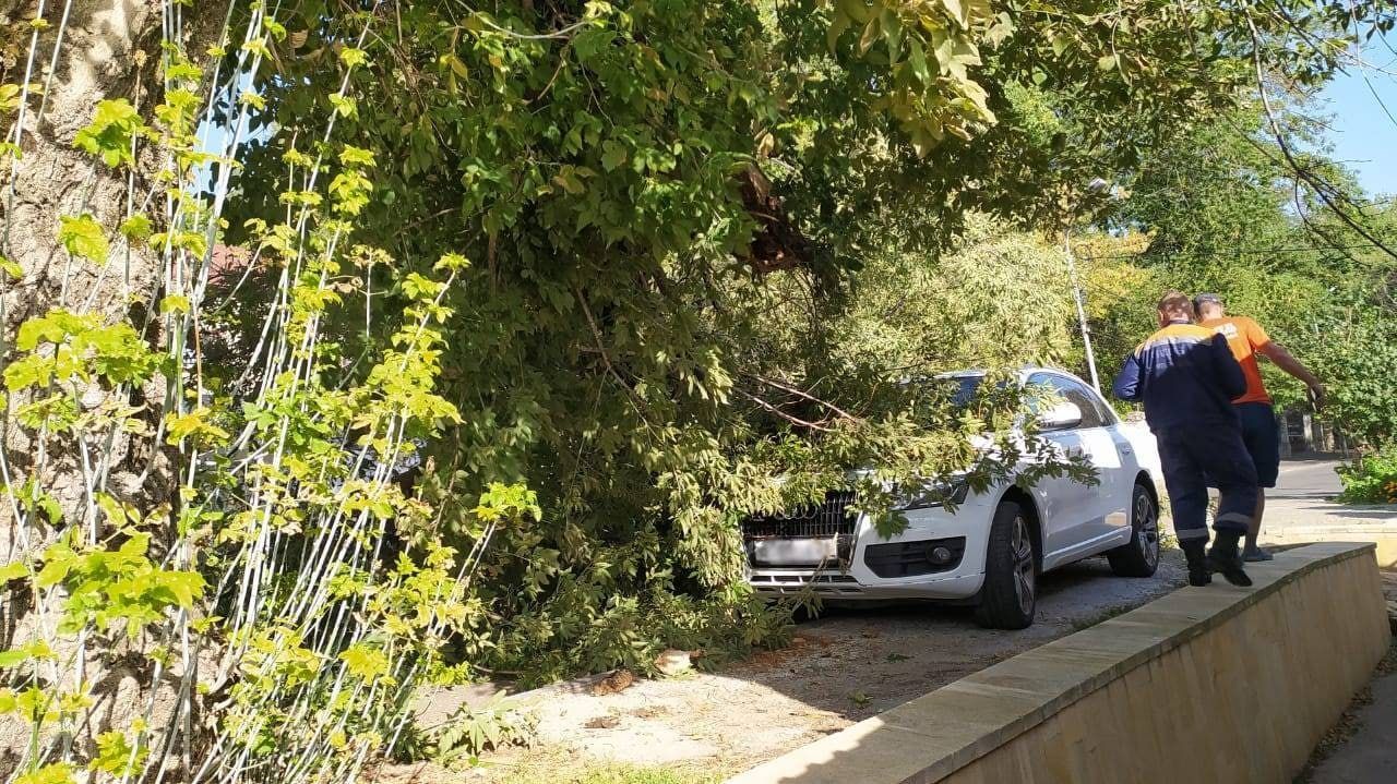 На припаркованную Ауди в Ставрополе упало дерево