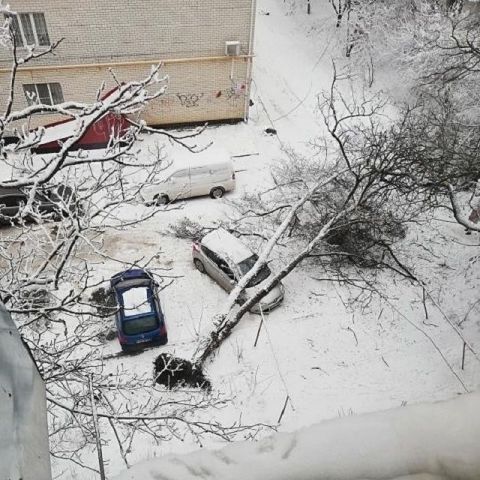 В Ставрополе дерево упало на припаркованный автомобиль В Ставрополе дерево упало на припаркованный автомобиль