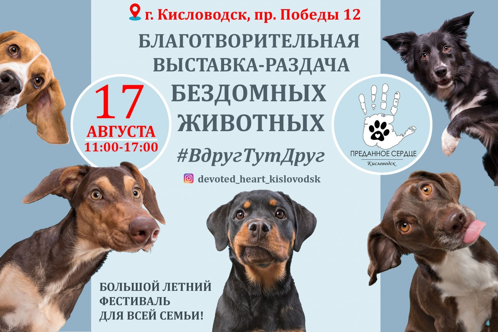 Бездомные кошки и собаки ждут хозяев на выставке #ВдругТутДруг в Кисловодске Бездомные кошки и собаки ждут хозяев на выставке #ВдругТутДруг в Кисловодске