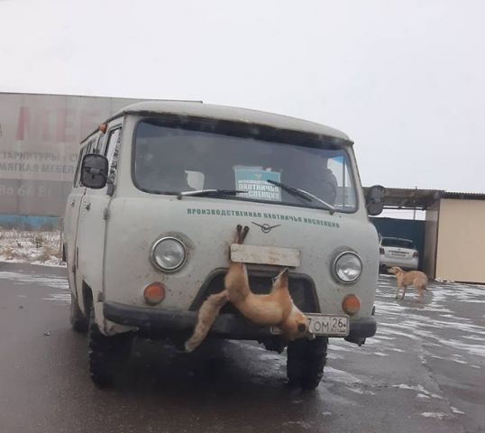 Автора фото с лисой на бампере привлекут к ответственности за жестокое обращение с животным Автора фото с лисой на бампере привлекут к ответственности за жестокое обращение с животным