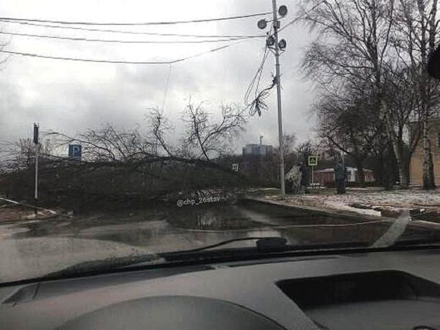 Еще одно дерево упало в центре Ставрополя Еще одно дерево упало в центре Ставрополя