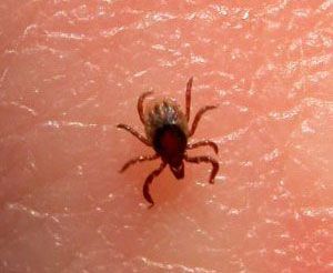 В Ставропольском крае зарегистрировано 63 больных геморрагической лихорадкой В Ставропольском крае зарегистрировано 63 больных геморрагической лихорадкой