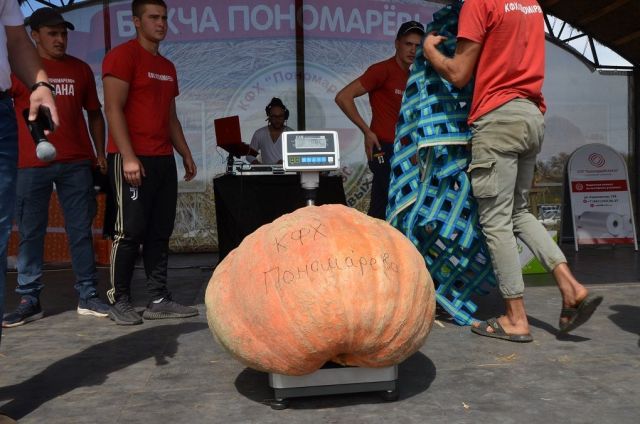 Самая тяжёлая тыква России выращена на Ставрополье Самая тяжёлая тыква России выращена на Ставрополье