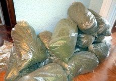 Прокуратура требует отправить на лечение ставропольца, хранившего тонну марихуаны Прокуратура требует отправить на лечение ставропольца, хранившего тонну марихуаны