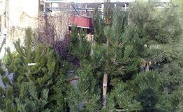 Ставропольские лесники усилят охрану хвойных деревьев Ставропольские лесники усилят охрану хвойных деревьев
