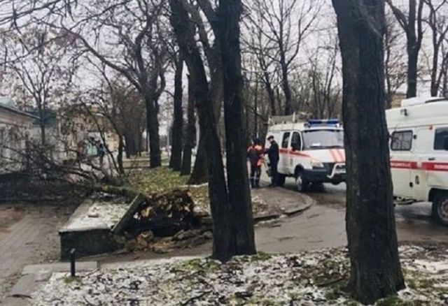 В Ставрополе поваленное ветром дерево упало на женщину В Ставрополе поваленное ветром дерево упало на женщину