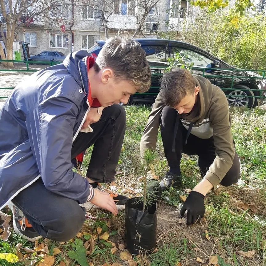 На Ставрополье высадили сибирские кедры