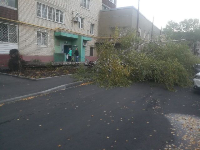 Во дворе многоэтажного дома в Ставрополе упало дерево Во дворе многоэтажного дома в Ставрополе упало дерево
