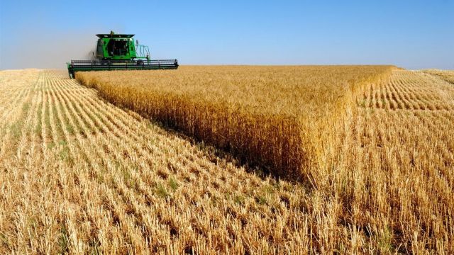 В Ставропольском крае обмолочено почти 90% уборочной площади В Ставропольском крае обмолочено почти 90% уборочной площади