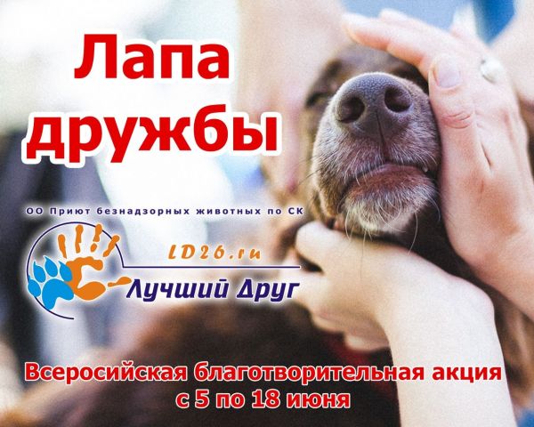 Ставропольцы могут помочь приютам для животных кормом и лекарствами Ставропольцы могут помочь приютам для животных кормом и лекарствами
