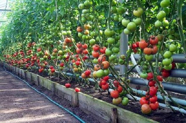 На Ставрополье открылся крупный тепличный комплекс На Ставрополье открылся крупный тепличный комплекс