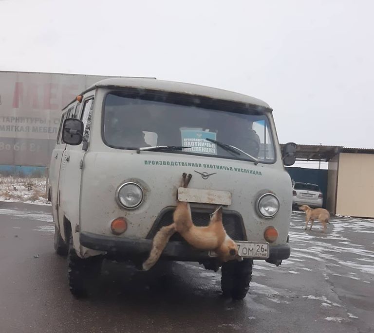 Автора фото с лисой на бампере привлекут к ответственности за жестокое обращение с животным Автора фото с лисой на бампере привлекут к ответственности за жестокое обращение с животным