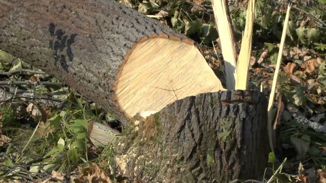 Защитники зеленых насаждений и мэр Ставрополя вступили в заочную дискуссию в соцсетях Защитники зеленых насаждений и мэр Ставрополя вступили в заочную дискуссию в соцсетях