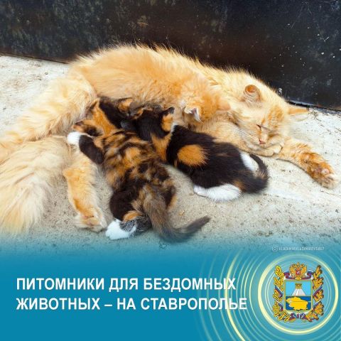На Ставрополье создадут два питомника для бездомных животных На Ставрополье создадут два питомника для бездомных животных