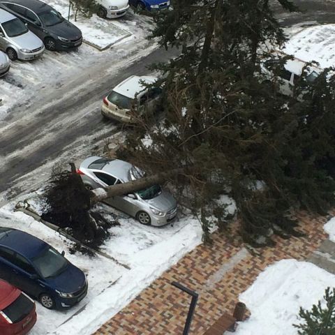 В Ставрополе порывы сильного ветра ломают ветви деревьев, срывают металлоконструкции В Ставрополе порывы сильного ветра ломают ветви деревьев, срывают металлоконструкции