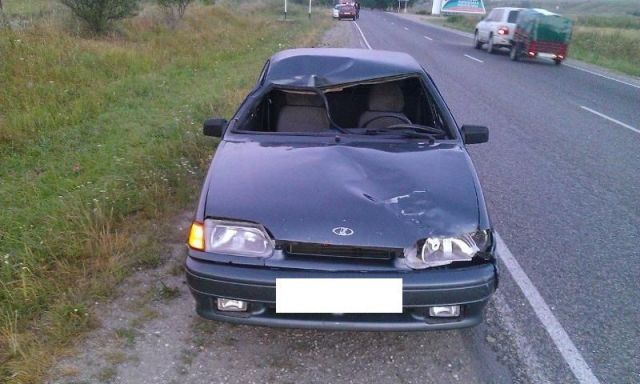 В Ставропольском крае водитель легковушки насмерть сбил лошадь В Ставропольском крае водитель легковушки насмерть сбил лошадь