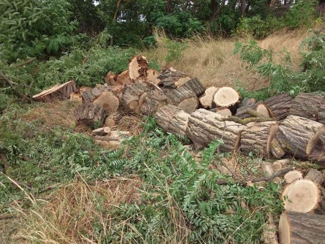 В Новоалександровском округе сотрудники лесхоза обнаружили остатки 78 вырубленных деревьев В Новоалександровском округе сотрудники лесхоза обнаружили остатки 78 вырубленных деревьев