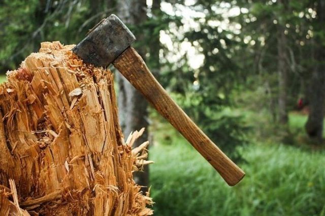 На дачах Ставрополя незаконно вырубают деревья На дачах Ставрополя незаконно вырубают деревья