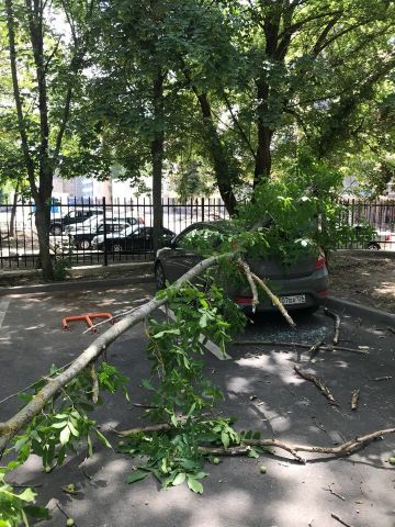В Ставрополе ветка дерева упала и повредила автомобиль В Ставрополе ветка дерева упала и повредила автомобиль