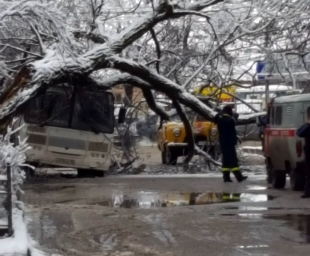 В Пятигорске дерево упало на автобус В Пятигорске дерево упало на автобус