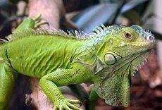 Игуану, найденную на улице Пятигорска, забрали хозяева Игуану, найденную на улице Пятигорска, забрали хозяева