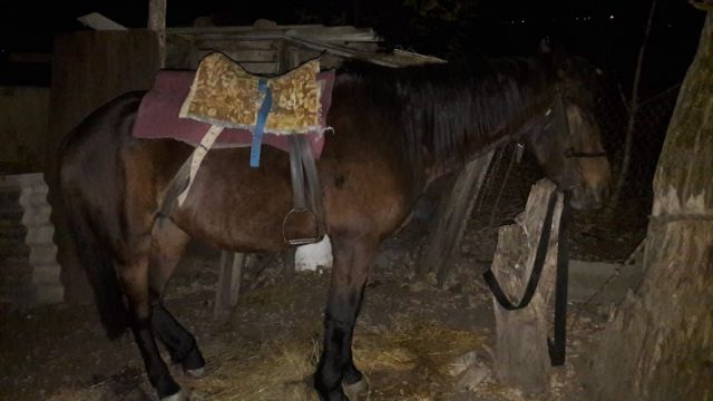 В Ставропольском крае задержали подозреваемого в краже лошади В Ставропольском крае задержали подозреваемого в краже лошади