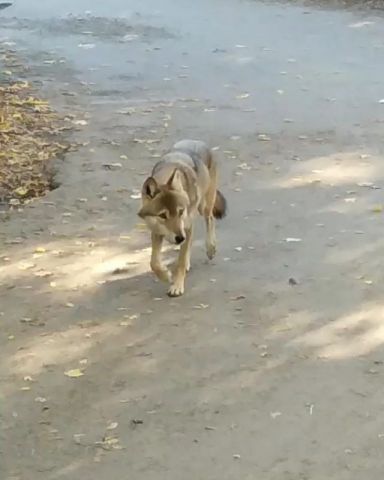 Ставропольцы сняли на видео гуляющего по городу волчонка Ставропольцы сняли на видео гуляющего по городу волчонка