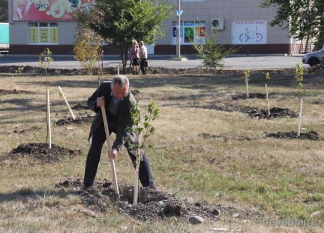 В честь 190-летия в Невинномысске высадили кленовую аллею В честь 190-летия в Невинномысске высадили кленовую аллею