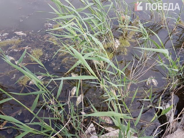 В пруду под Ставрополем погибла рыба В пруду под Ставрополем погибла рыба
