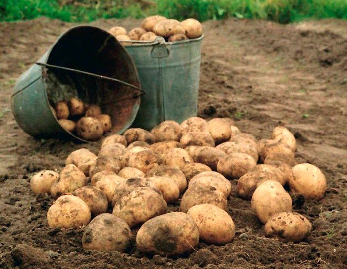 На Ставрополье полиция задержала подозреваемого в краже сельхозпродукции