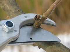 Плодовые деревья на Ставрополье перенесли тепловой стресс Плодовые деревья на Ставрополье перенесли тепловой стресс