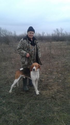 На Ставрополье испытывали собак гончих пород по зайцу-русаку и лисице На Ставрополье испытывали собак гончих пород по зайцу-русаку и лисице