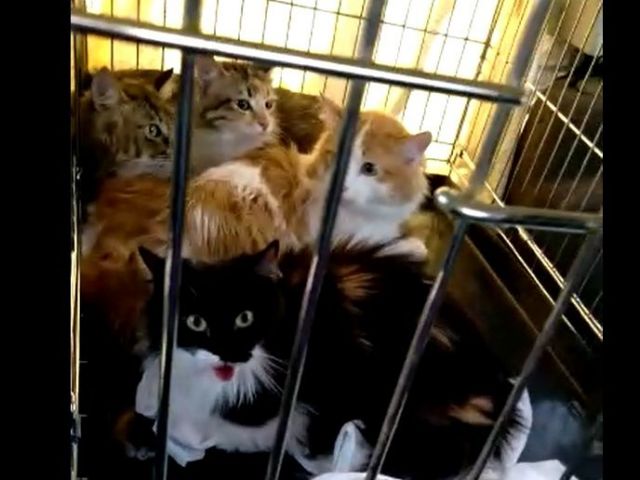 В Ессентуках освободили четырёх кошек из двухлетнего заточения в квартире В Ессентуках освободили четырёх кошек из двухлетнего заточения в квартире