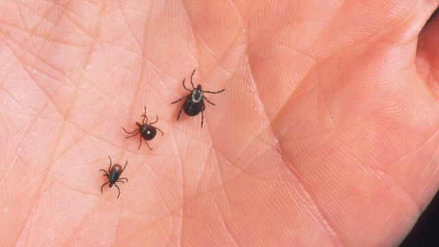 Количество укушенных клещами ставропольцев приблизилось к тысяче человек Количество укушенных клещами ставропольцев приблизилось к тысяче человек