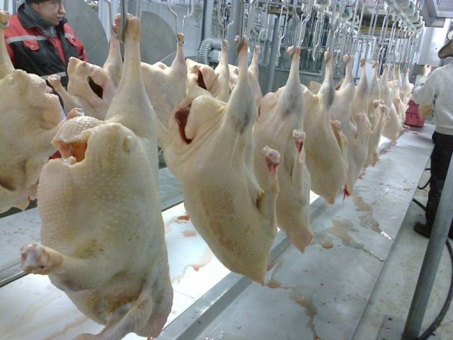 На Ставрополье производят мясо уток французской селекции На Ставрополье производят мясо уток французской селекции