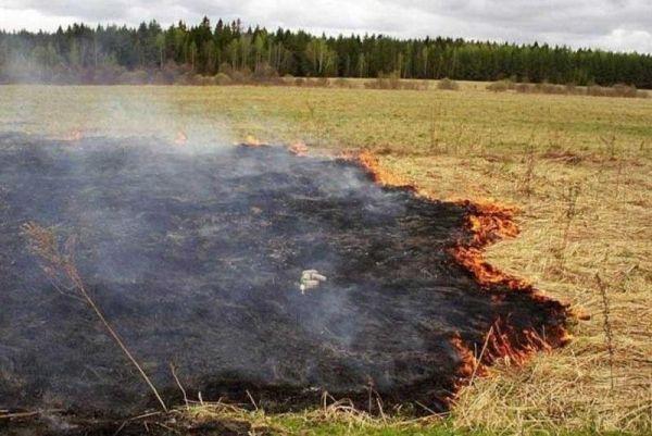 Губернатор предложил ужесточить наказание за сжигание стерни Губернатор предложил ужесточить наказание за сжигание стерни