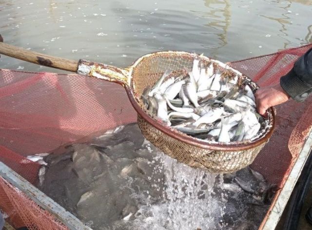 В Егорлыкское водохранилище выпустили 165 тысяч мальков белого толстолобика В Егорлыкское водохранилище выпустили 165 тысяч мальков белого толстолобика