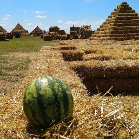 Ставропольскую бахчу Пономарёвых спасли от закрытия Ставропольскую бахчу Пономарёвых спасли от закрытия