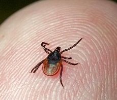 В прошедшем сезоне случаев заболевания КГЛ в Ставрополе не зарегистрировано В прошедшем сезоне случаев заболевания КГЛ в Ставрополе не зарегистрировано