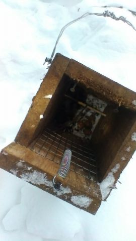 В сети появились фотографии ловушек для белок, установленных в Национальном парке Кисловодска В сети появились фотографии ловушек для белок, установленных в Национальном парке Кисловодска