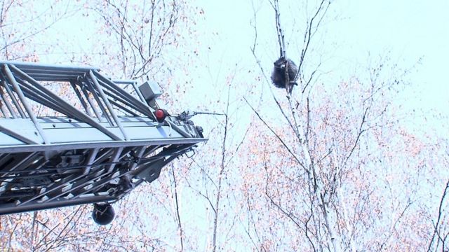 В Пятигорске забравшегося на дерево енота снимали с помощью вышки В Пятигорске забравшегося на дерево енота снимали с помощью вышки